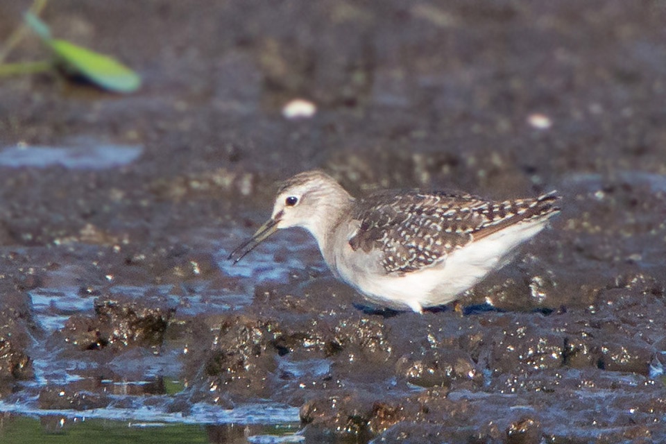 Wood Sandpiper (Tringa glareola)